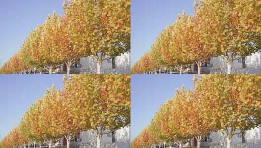 秋天一排树干枯的树叶梧桐树高清在线视频素材下载