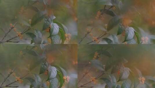 秋天微风桂花盛开微距特写空镜高清在线视频素材下载