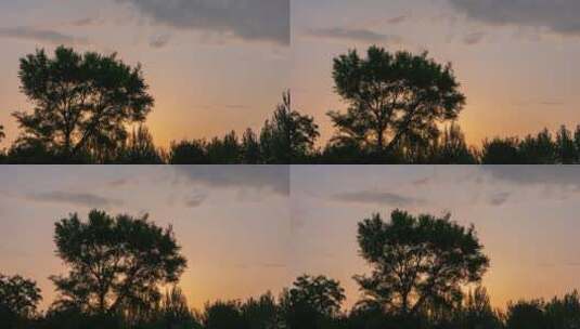 树木夕阳下高清在线视频素材下载