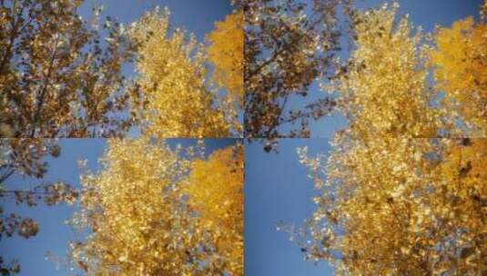 秋天的黄树叶高清在线视频素材下载
