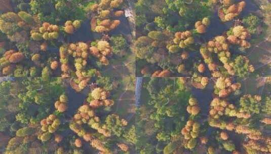 湖北武汉中科院植物园秋季风光高清在线视频素材下载