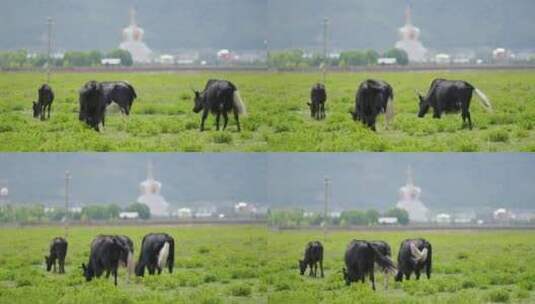 草地上的牦牛高清在线视频素材下载