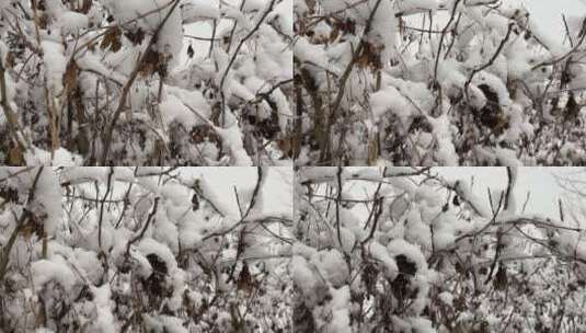 冬天的白雪视频高清在线视频素材下载