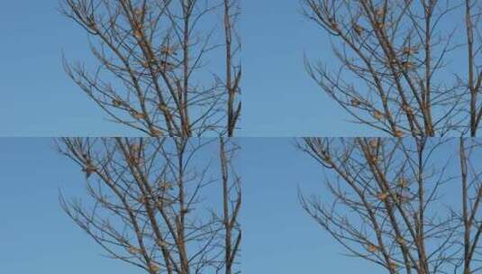 4K北方冬天枝头上的麻雀高清在线视频素材下载