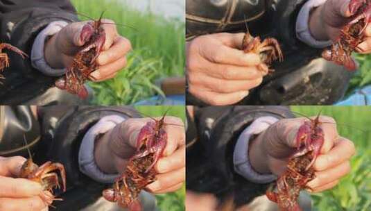 小龙虾养殖水产餐饮中餐拿起特写野生高清在线视频素材下载