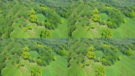 4k 航拍户外杭州高山茶园茶田自然风光高清在线视频素材下载