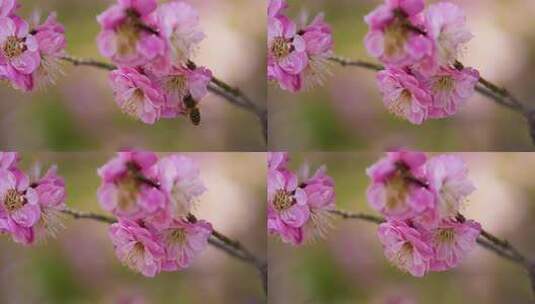 春天梅花盛开唯美特写画面高清在线视频素材下载