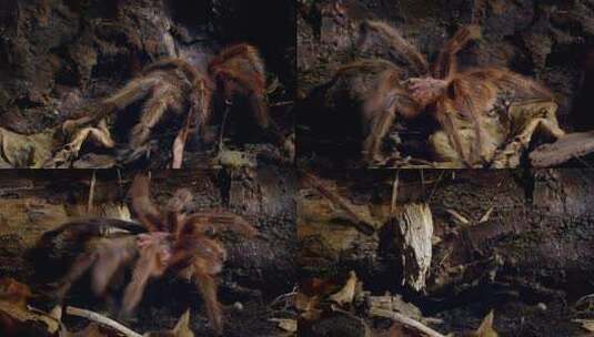 森林里一只大蜘蛛高清在线视频素材下载