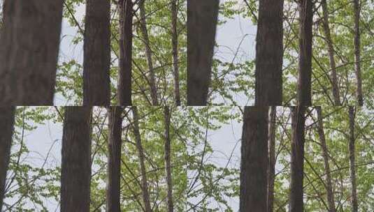 随风摆动的 白杨树 叶子 春天 绿叶高清在线视频素材下载
