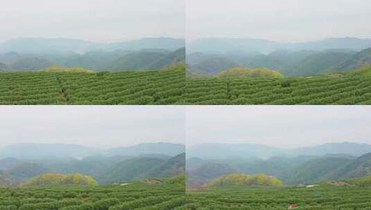 杭州余杭区中泰街道龙井茶园高山茶园航拍高清在线视频素材下载