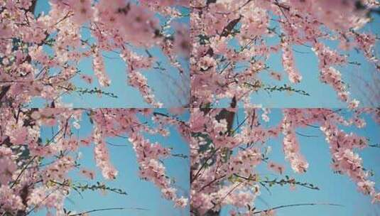 阳光明媚-春光桃花盛开高清在线视频素材下载