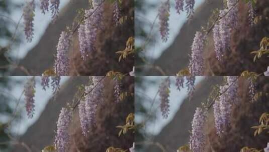 春天盛开的紫藤花高清在线视频素材下载