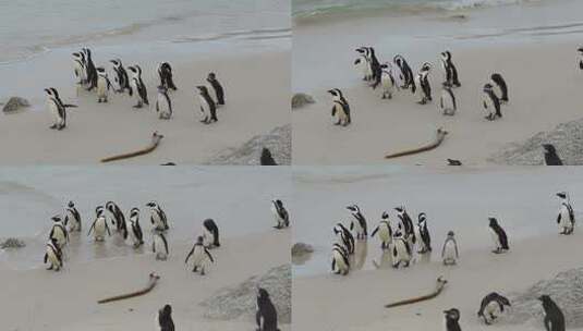 企鹅 一群企鹅 企鹅宝宝 海洋生态高清在线视频素材下载