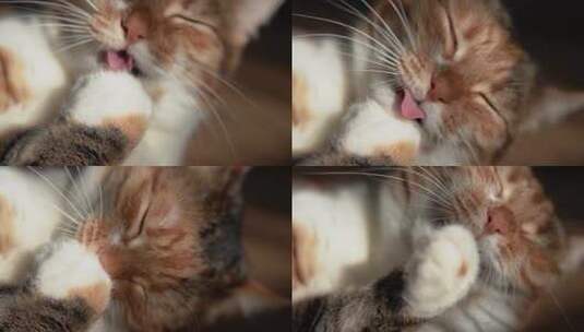 洗脸的猫咪高清在线视频素材下载