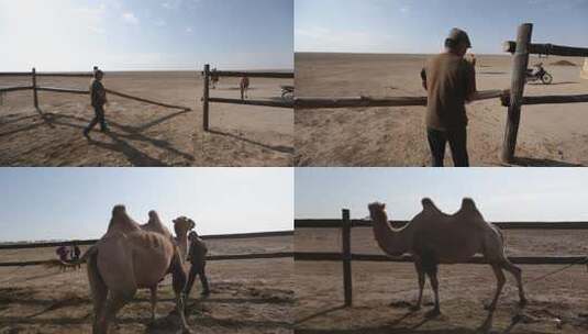 Y1内蒙古乌兰察布四子王旗骆驼场1高清在线视频素材下载