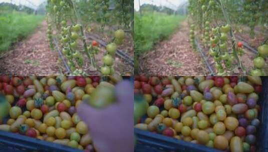 小西红柿种植采摘高清在线视频素材下载