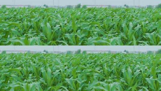 玉米种植慢镜头高清在线视频素材下载