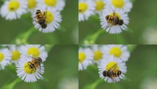 夏天采蜜的蜜蜂和白色野花微距特写镜头高清在线视频素材下载