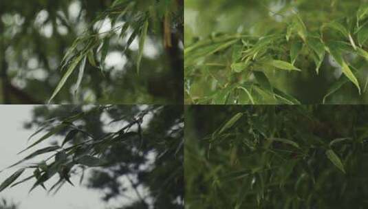 【竹林雨天合集】雨天竹林滴水竹叶叶子高清在线视频素材下载