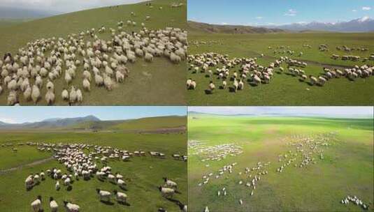 草原上羊群奔跑高清在线视频素材下载