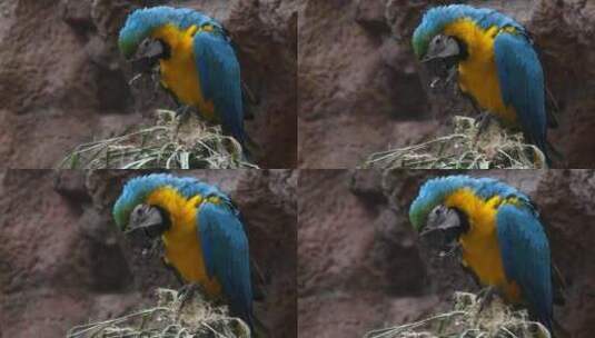 蓝黄金刚鹦鹉-大型南美鹦鹉高清在线视频素材下载