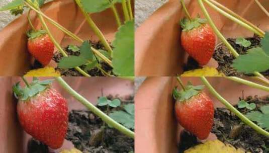 草莓  实拍高清在线视频素材下载