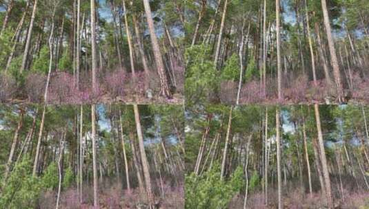 绿色樟子松松林高清在线视频素材下载