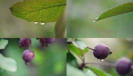 树叶露珠 果子雨滴高清在线视频素材下载