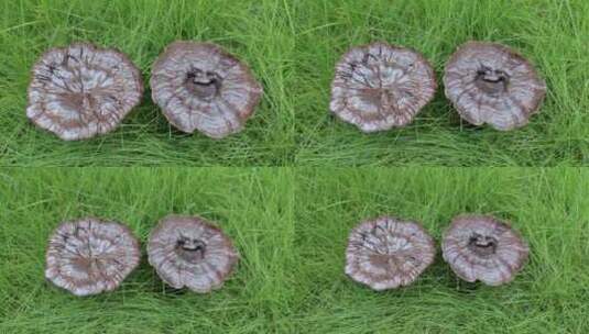 山珍菌类视频 灵芝生长高清在线视频素材下载