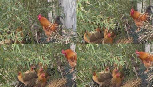 乡下竹林家禽散养鸡1高清在线视频素材下载