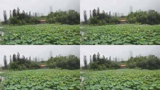 深圳洪湖公园观赏荷花高清在线视频素材下载