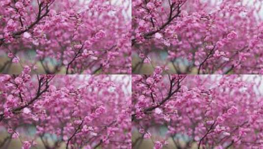 雨中摇摆的花高清在线视频素材下载