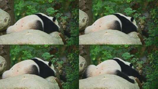 动物大熊猫高清在线视频素材下载