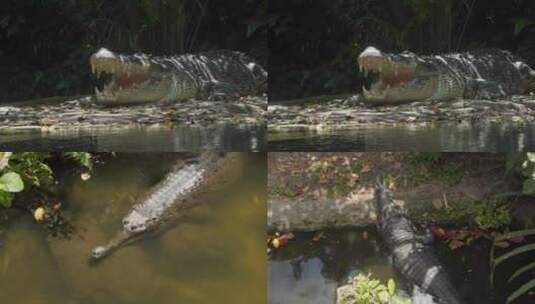 鳄鱼趴在河边潜在水里高清在线视频素材下载