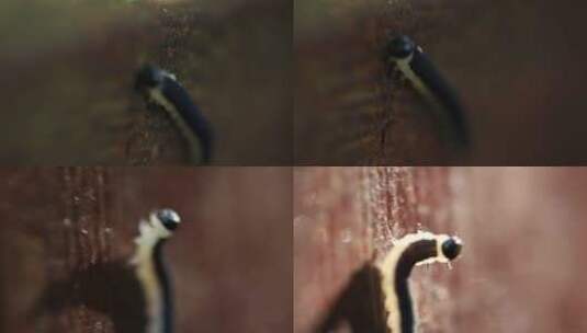 云南普洱白天树木上的飞蛾幼虫高清在线视频素材下载
