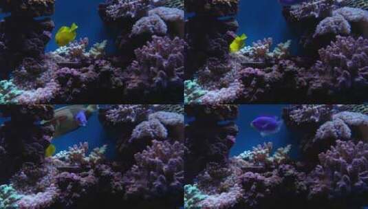 活珊瑚 热带鱼高清在线视频素材下载