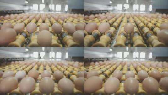 鸡蛋在车间流水线上运输高清在线视频素材下载