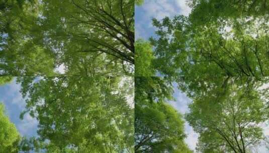 仰拍阳光树林、绿色大自然高清在线视频素材下载
