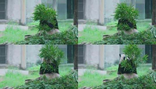 大熊猫吃竹叶高清在线视频素材下载