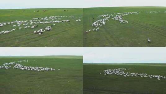 航拍草原上散养的牛羊群高清在线视频素材下载