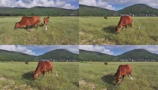 田野中牛儿吃草高清在线视频素材下载