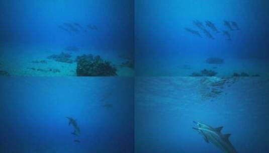 海底拍摄成群结队海豚高清在线视频素材下载