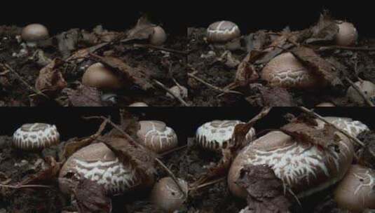 菌菇生长 蘑菇生长延时高清在线视频素材下载