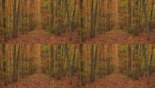 4k金黄色秋天的枫叶林高清在线视频素材下载