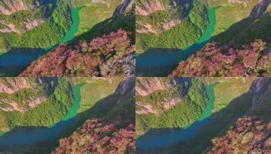 航拍三峡红叶高清在线视频素材下载
