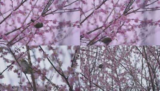 花卉 春天 绣眼鸟 花鸟争春 满树桃花 升格高清在线视频素材下载