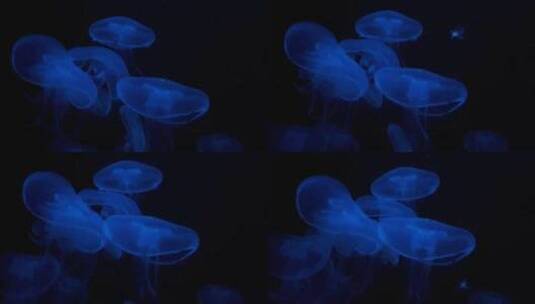 蓝色游动水母高清在线视频素材下载