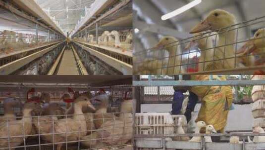 肉鸭养殖场高清在线视频素材下载