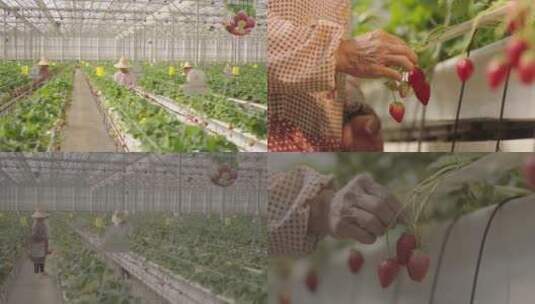 草莓大棚工作人员采摘草莓高清在线视频素材下载
