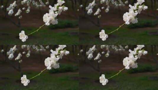 春天盛开的白色粉色樱花高清在线视频素材下载